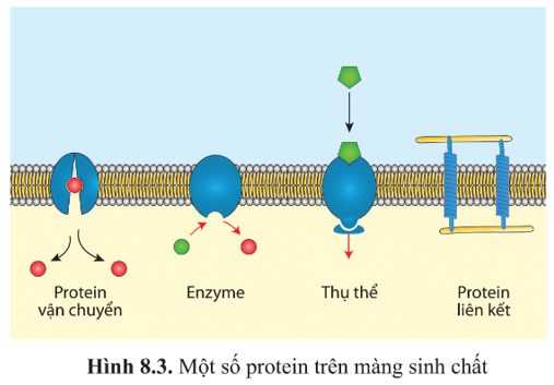 Quan sát hình 8.3 và nêu chức năng chính của protein trên màng sinh chất