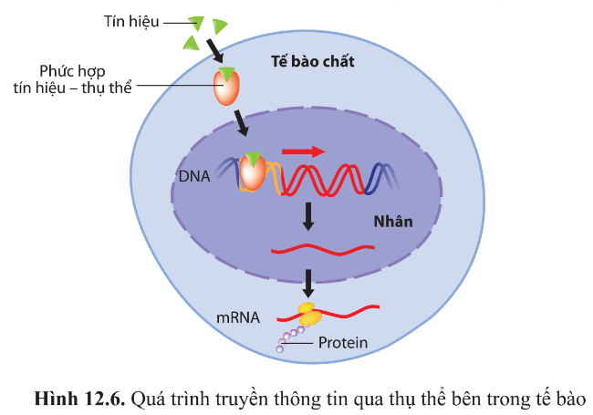 Dựa vào sơ đồ quá trình truyền thông tin qua thụ thể bên trong tế bào