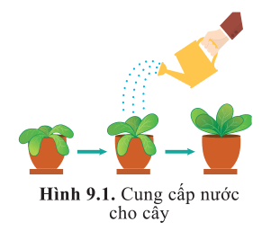 Quan sát hình 9.1, mô tả sự thay đổi hình thái của cây khi tưới nước