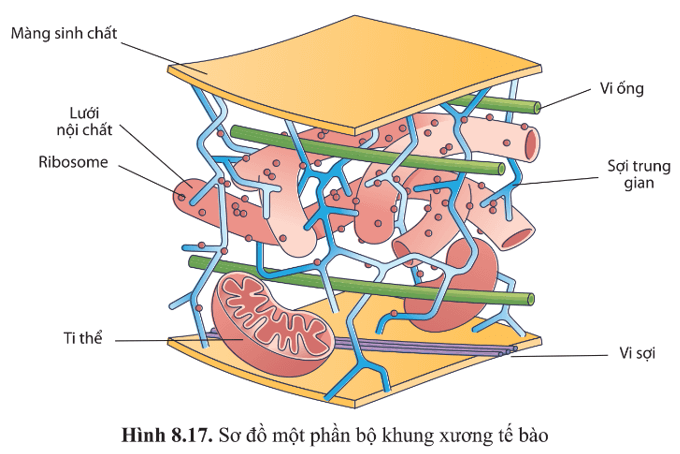 Quan sát hình 8.17, nêu các thành phần cấu tạo của bộ khung tế bào và chức năng của chúng