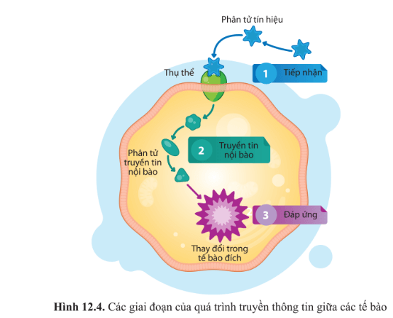 Quan sát hình 12.4 và nêu các giai đoạn của quá trình truyền thông tin giữa các tế bào