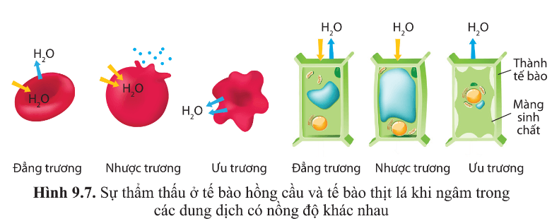 Quan sát hình 9.7 và cho biết sự di chuyển của các phân tử nước, sự thay đổi hình dạng