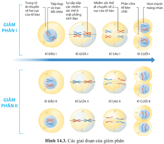 Quan sát hình 14.3, cho biết