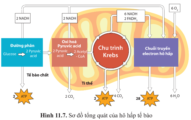 Quan sát hình 11.7, nhận xét số phân tử năng lượng được tạo ra ở mỗi giai đoạn trong hô hấp tế bào