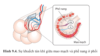 Quan sát hình 9.4 và giải thích sự khuếch tán khí O2 và CO2 ở phổi