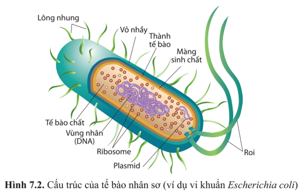 Quan sát hình 7.2 và nêu tên các thành phần cấu trúc của tế bào nhân sơ