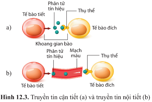 Quan sát hình 12.3, hãy