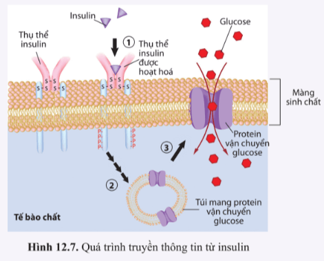 Insulin là hormone nội tiết từ tuyến tụy tác động đến các tế bào như gan, cơ, mỡ