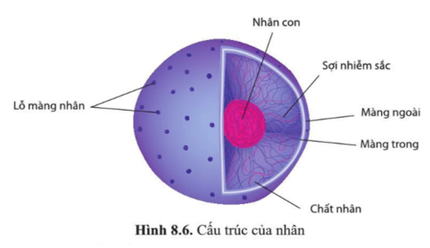 Quan sát hình 8.6 và liệt kê các thành phần cấu tạo của nhân