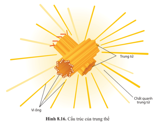 Quan sát hình 8.16 và mô tả cấu tạo của trung thể