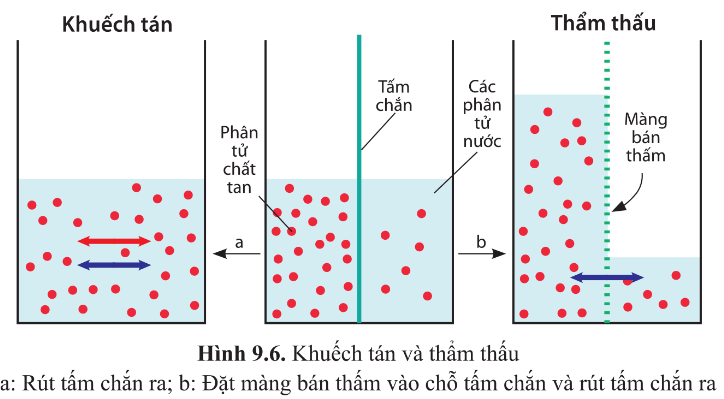 Quan sát hình 9.6 và trả lời các câu hỏi sau