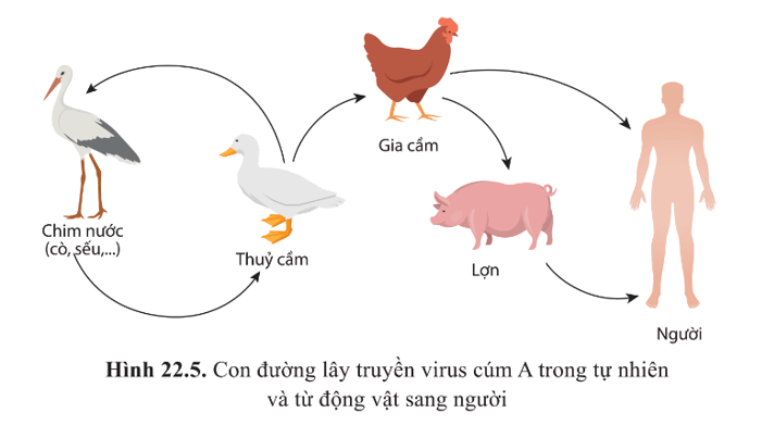 Quan sát hình 22.5 và cho biết chúng ta nên làm gì để hạn chế sự lây truyền