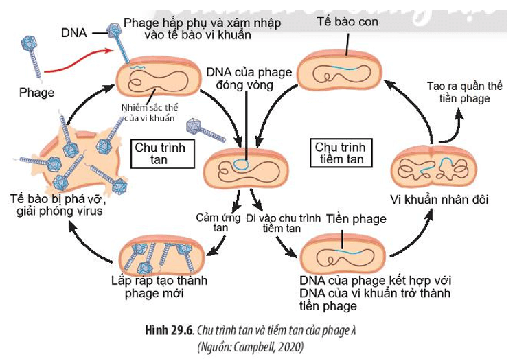 Quan sát Hình 29.6, hãy trình bày mối liên hệ giữa chu trình tan và tiềm tan