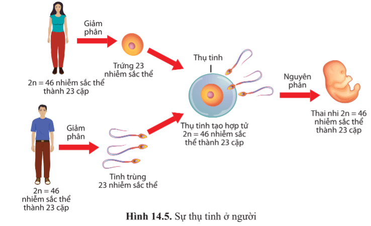 Quan sát hình 14.5 và cho biết sự thụ tinh là gì. Hợp tử có bộ nhiễm sắc thể như thế nào