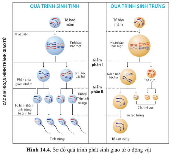 Quan sát hình 14.4, so sánh các giai đoạn của sự phát sinh giao tử đực và sự phát sinh giao tử cái ở động vật?