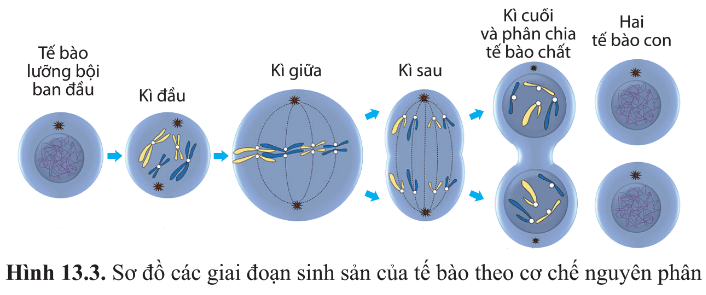 Quan sát hình 13.3, cho biết sinh sản của tế bào theo cơ chế nguyên phân gồm những kì nào. Đặc điểm mỗi kì là gì?