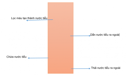 [Kết nối tri thức và cuộc sống] Giải tự nhiên xã hội 2 bài 25: Tìm hiểu cơ quan bài tiết nước tiểu [nid:78087]