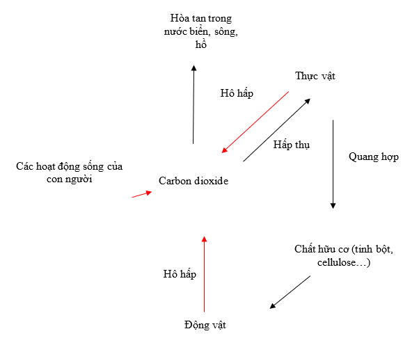 A diagram of carbon dioxide

Description automatically generated