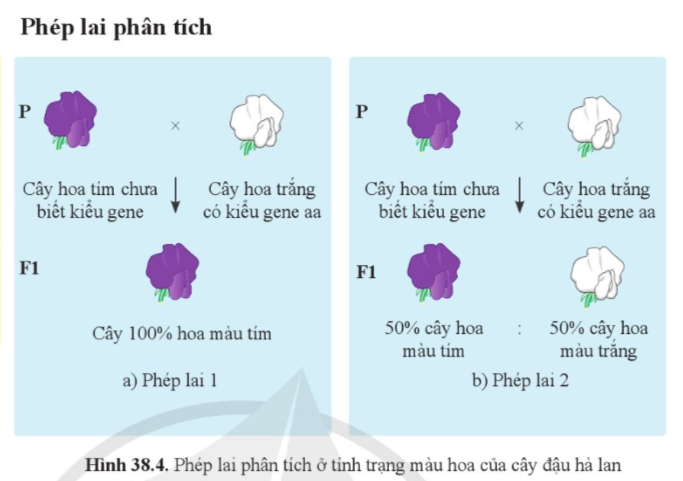 A diagram of a flower

Description automatically generated with medium confidence