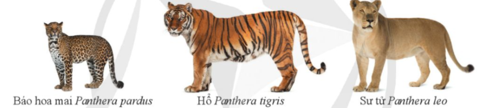 A tiger standing on a white background
Description automatically generated