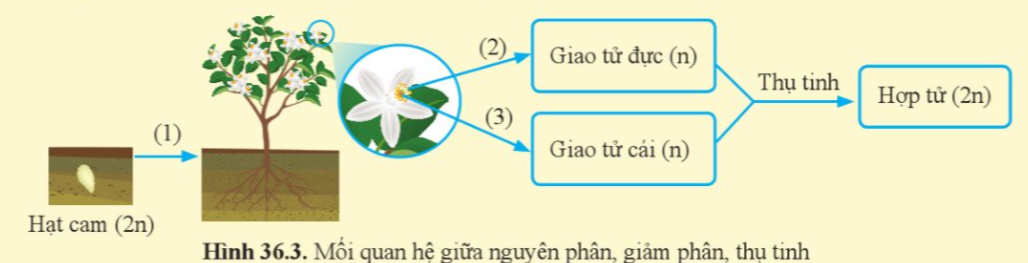 A diagram of a flower

Description automatically generated