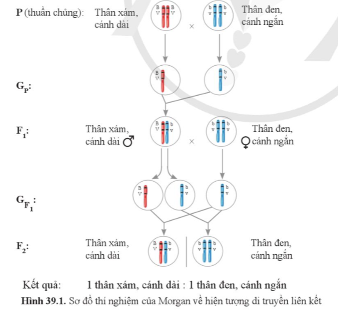 A diagram of a dna sequence

Description automatically generated