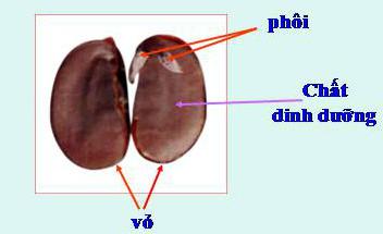 Hãy chỉ đâu là vỏ, phôi, chất dinh dưỡng của hạt | SGK Khoa học lớp 5