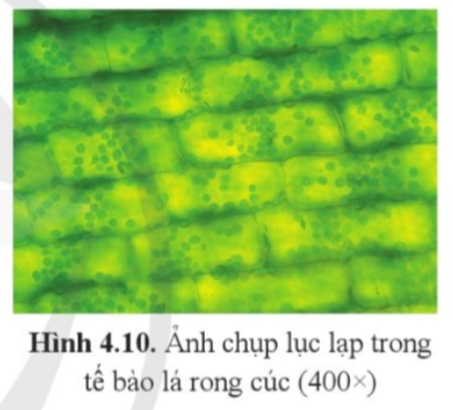 Học sinh trình bày (hình vẽ hoặc ảnh chụp) và giải thích các kết quả thu được.