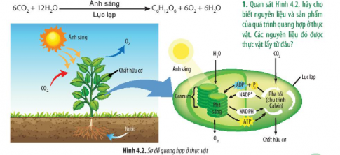 BÀI 4. QUANG HỢP Ở THỰC VẬT