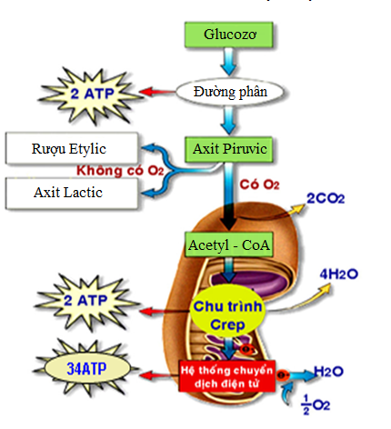  Hãy thiết kế infographic để tóm tắt mối quan hệ giữa các cơ quan trong cơ thể thực vật và động vật