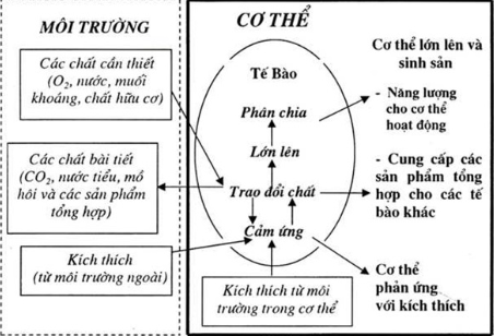  Hãy thiết kế infographic để tóm tắt mối quan hệ giữa các cơ quan trong cơ thể thực vật và động vật