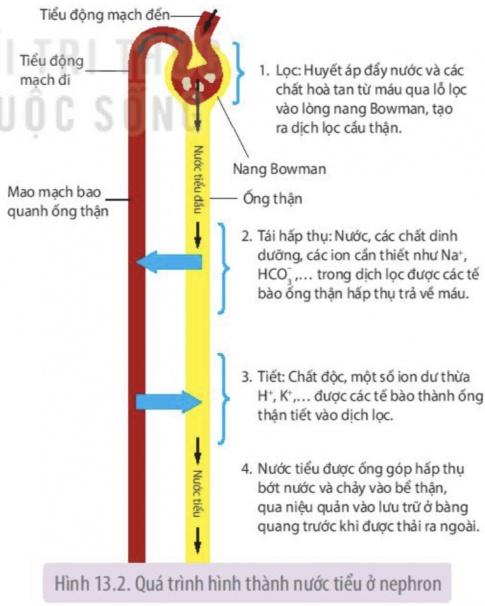 Quá trình hình thành nước tiểu gồm những giai đoạn nào? Điều gì xảy ra nếu một trong những giai đoạn này bị rối loạn?