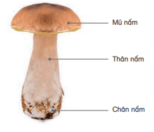 BÀI 19: ĐẶC ĐIỂM CHUNG CỦA NẤM