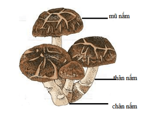 BÀI 19: ĐẶC ĐIỂM CHUNG CỦA NẤM