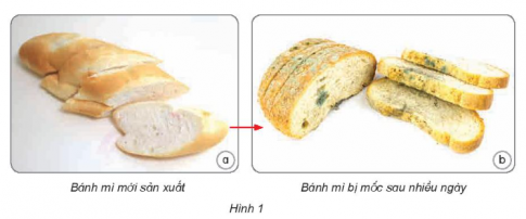 BÀI 21: NẤM GÂY HỎNG VÀ THỰC PHẨM NẤM ĐỘC