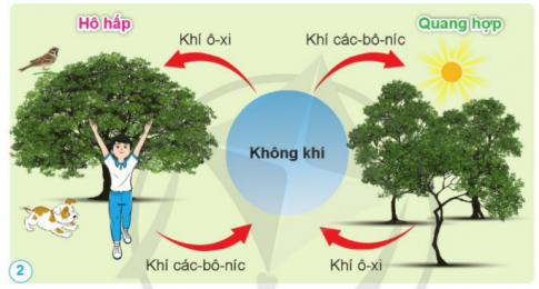 BÀI 6. VAI TRÒ CỦA KHÔNG KHÍ VÀ BẢO VỆ MÔI TRƯỜNG KHÔNG KHÍ