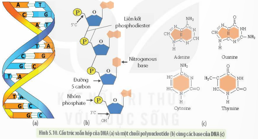 BÀI 5 - CÁC PHÂN TỬ SINH HỌC