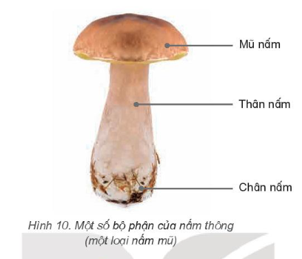 BÀI 19: ĐẶC ĐIỂM CHUNG CỦA NẤM