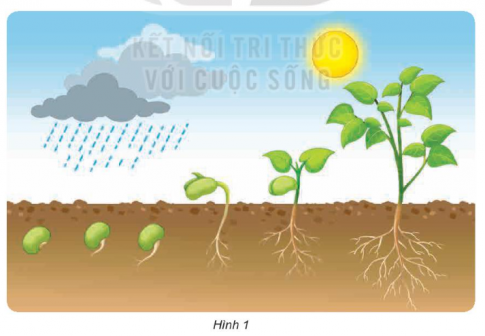 BÀI 15: THỰC VẬT CẦN GÌ ĐỂ SỐNG (P1)