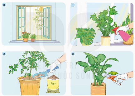 BÀI 6. CHĂM SÓC HOA, CÂY CẢNH TRONG CHẬU