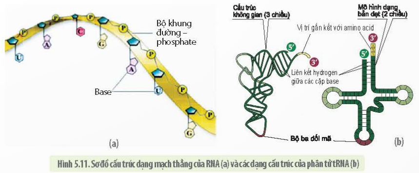 BÀI 5 - CÁC PHÂN TỬ SINH HỌC