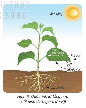 BÀI 15: THỰC VẬT CẦN GÌ ĐỂ SỐNG (P1)