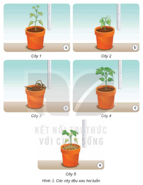 BÀI 15: THỰC VẬT CẦN GÌ ĐỂ SỐNG (P1)