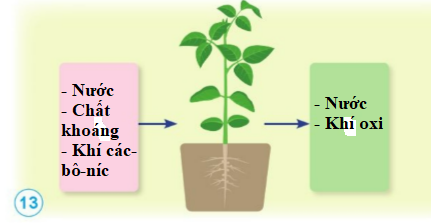 BÀI 13. NHU CẦU SỐNG CỦA THỰC VẬT VÀ CHĂM SÓC CÂY TRỒNG