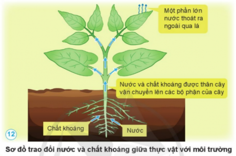 BÀI 13. NHU CẦU SỐNG CỦA THỰC VẬT VÀ CHĂM SÓC CÂY TRỒNG