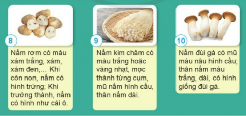 BÀI 15. NẤM VÀ MỘT SỐ NẤM ĐƯỢC DÙNG LÀM THỨC ĂN 