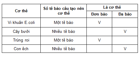 BÀI 19: CƠ THỂ ĐƠN BÀO VÀ CƠ THỂ ĐA BÀO