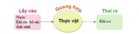 BÀI 13. NHU CẦU SỐNG CỦA THỰC VẬT VÀ CHĂM SÓC CÂY TRỒNG