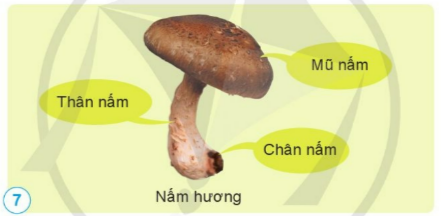 BÀI 15. NẤM VÀ MỘT SỐ NẤM ĐƯỢC DÙNG LÀM THỨC ĂN 