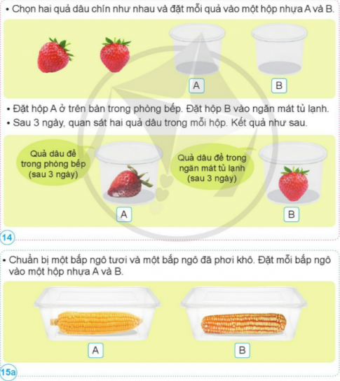 BÀI 16. NẤM MEN VÀ NẤM MỐC 